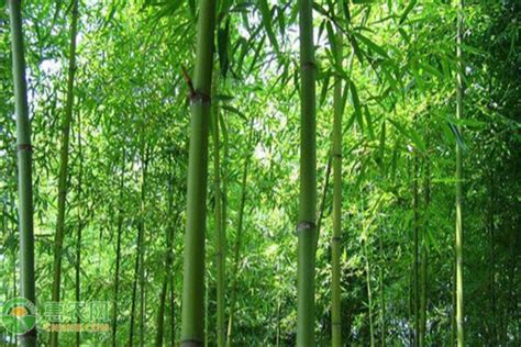 竹子的种类和名称大全,盆栽竹子的种类有哪些 - 讯客网