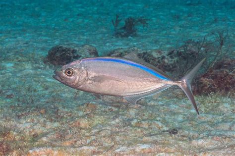Types Of Jacks Fish | Jack Fish Species – SFSPF