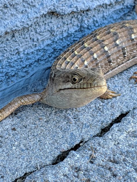 Caiman Lizard Bite Caiman Lizard Care And Information Reptiles