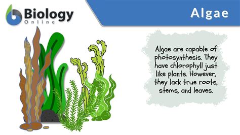Algae - Definition and Examples - Biology Online Dictionary