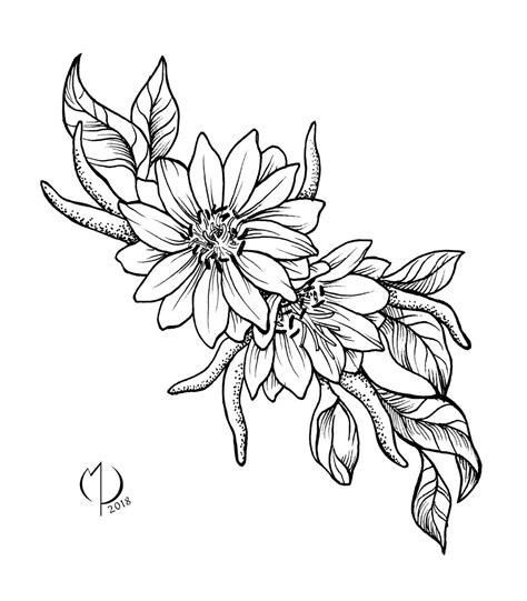 Bitterroot - MT State Flower Drawing