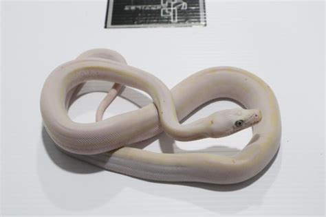Image result for Cow Spot Reticulated Python
