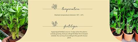 UGALOO Lucky Bamboo Lotus Bonsai Plant with POT | Indoor Live Plants ...