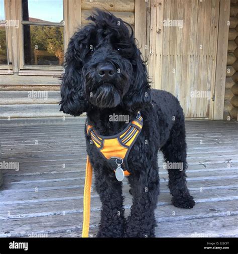 Image result for Black Cockapoo