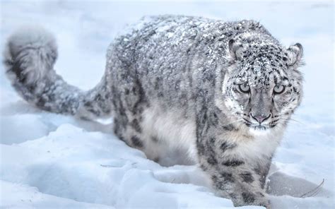 雪豹-动物-图片
