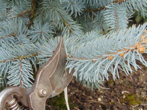 Image result for Spruce Tree Pruning