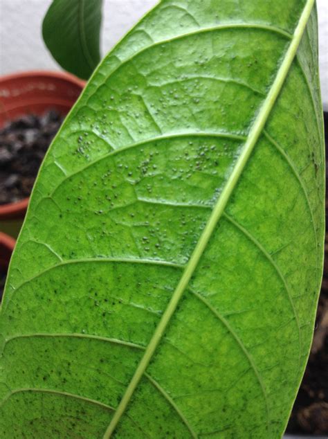 Image result for Mango Leaf Problems