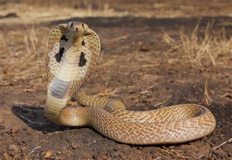 The King Cobra Snake Interesting Information & Pictures | Animals Lover