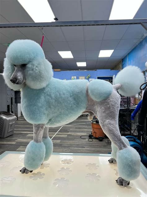 Dog Grooming Styles, Poodle Grooming, Mans Best Friend, Best Friends ...