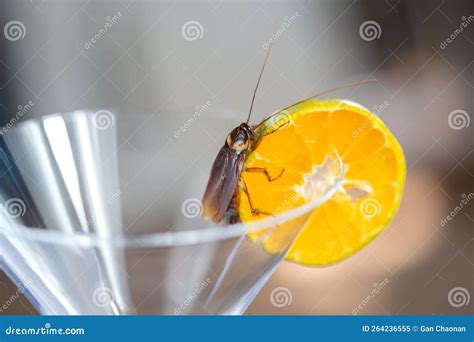 A Cockroach Perched on an Orange that Rests on a Glass of Water ...