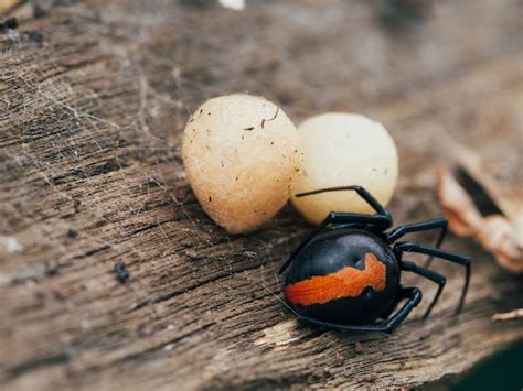 Australian Black Widow Spider Facts : Black Widow Spider Insect Facts ...