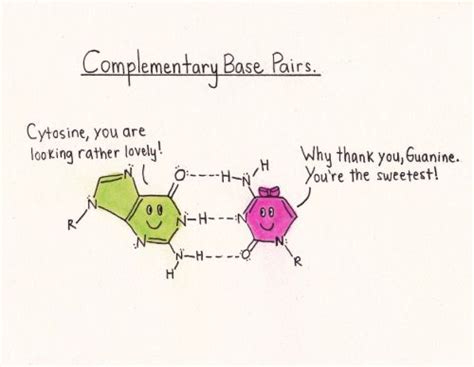 Image result for Complementary Base Pairs