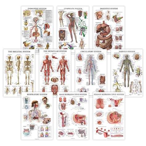 10 Pack Anatomical Poster Set Laminated Muscular Skeletal Digestive ...