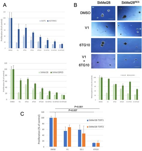 TERT Expression Induces Resistance to BRAF and MEK Inhibitors in BRAF ...