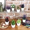 Buy amazon basics Artificial Plants with Pot|Realistic Looking| Multi ...