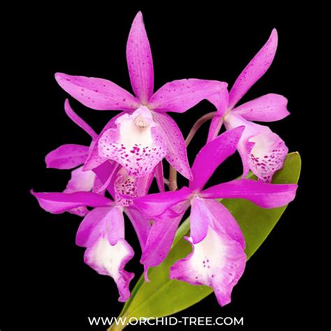 Buy Cattleya Orchids Online India | Cattleya Orchid | Orchid-tree ...