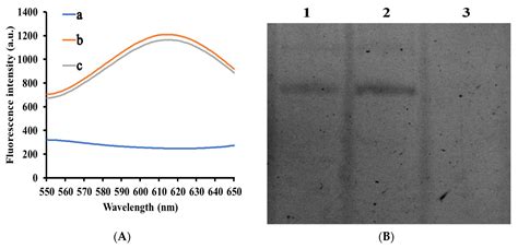 An Exonuclease I-Aided Turn-Off Fluorescent Strategy for Alkaline ...