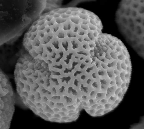 Eudicots - The Daily Garden