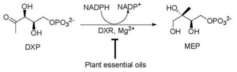 Inhibitory Activity of Plant Essential Oils against E. coli 1-Deoxy-d ...