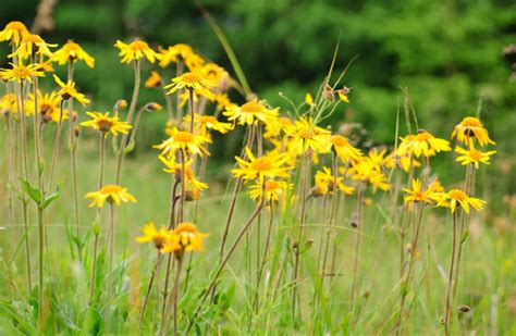 Los extraordinarios beneficios del árnica ~ NoticiasPV