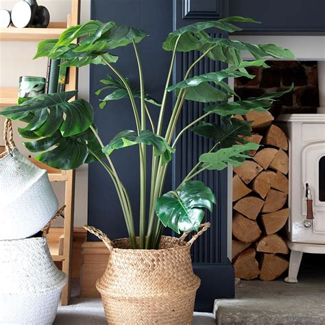 Plants | Grace & Grey