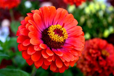 Red Zinnia Picture | Free Photograph | Photos Public Domain