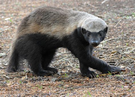 Honey Badger - SANBI Information and Facts