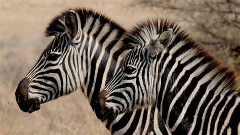 Zebra Symmetry Photos, Download The BEST Free Zebra Symmetry Stock ...