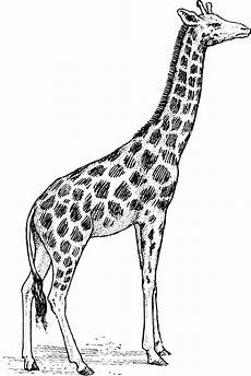 malvorlagen giraffen giraffen malvorlagen 123 ausmalbilder malvorlagen giraffen giraffen malvorlagen 123 ausmalbilder