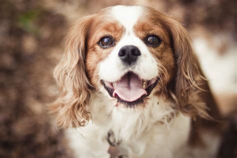 Cavalier King Charles Spaniel: Dog Breed Info & Care