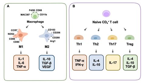 Immunomodulation Effect of Biomaterials on Bone Formation