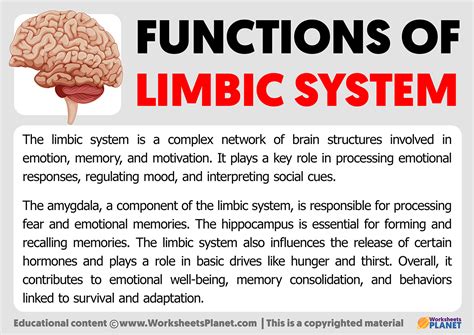 Image result for Limbic System Function Animation