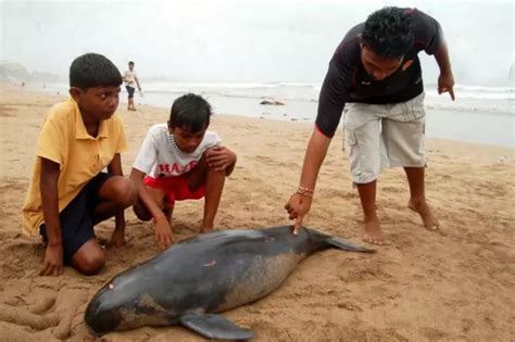 Six Mumbaikars Saved 10 Dolphins Stranded On A Beach, But Why Did The ...