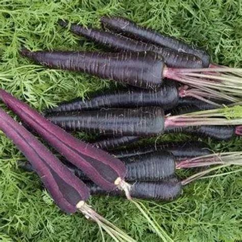 Buy Black Purple Carrot Seeds - Sweet, Mild Spicy Flavor, 90-100 Days ...
