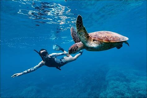 8 cute animals in Australia and where to see them in the wild - Tripadvisor