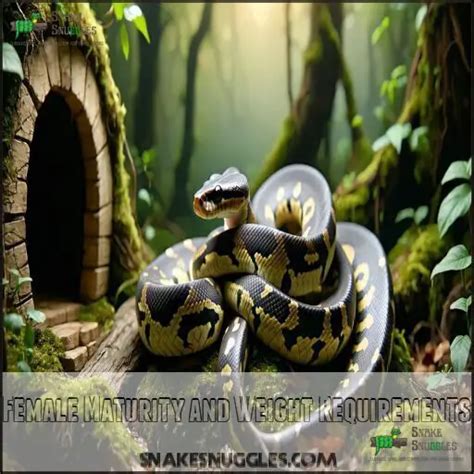Ball Python Incubation 的图像结果