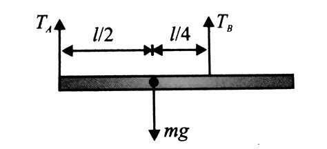 A uniform rod of length `l` and mass `m` is hung from, strings of equal ...