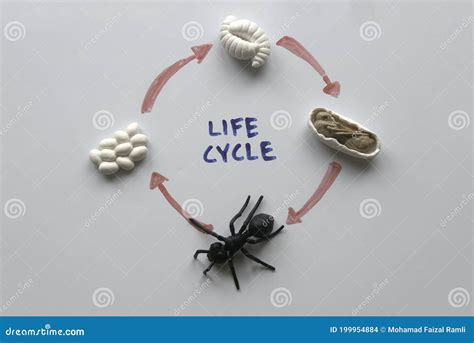 Life Cycle Of An Ant