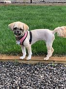 Image result for Cutest Shih Tzu in the World