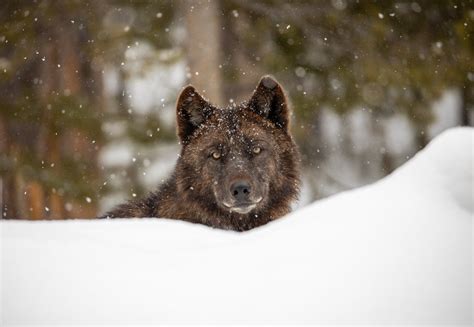 Image result for Happy Yellowstone Wolves
