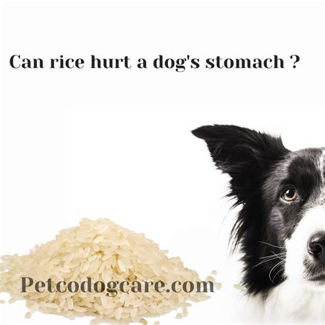 Can Dog Eat Raw Rice at Catherine Dorsey blog