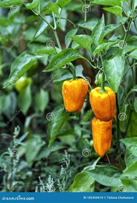 Yellow and Orange Bell Pepper Plant in a Vegetable Garden, Ready To ...