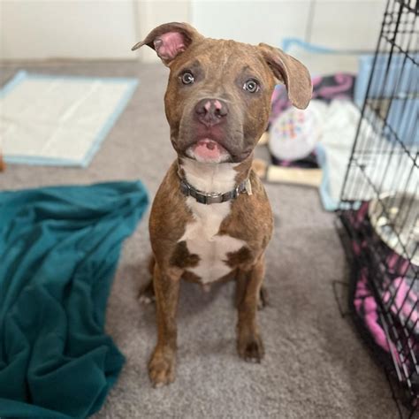 Rebel Dogs Detroit (@rebeldogsdetroit) • Instagram photos and videos