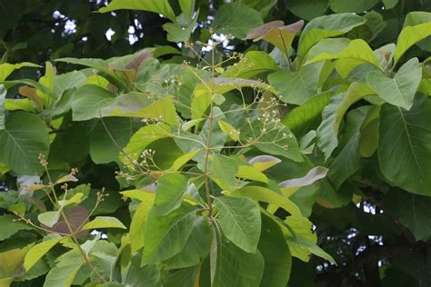 Teakwood - Tectona grandis Tree Plant – M-Tech Gardens