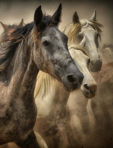 Wild Horses Graph Paper Notebook : Designs, RyBex: Amazon.in: Books