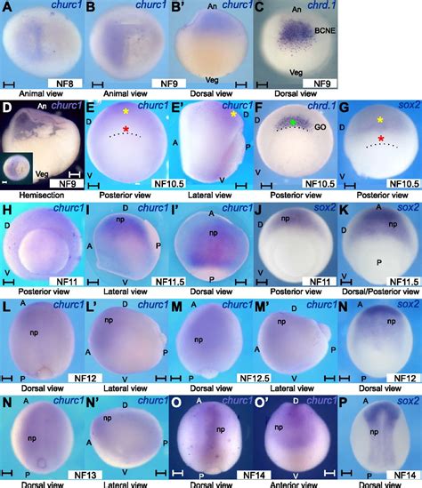 Xenopus Laevis Embryo
