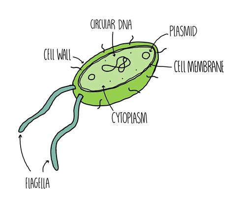 Prokaryotic Cell Structure 的图像结果