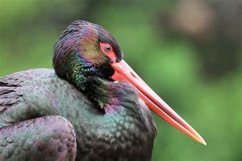 Черный аист (лат. Ciconia nigra)
