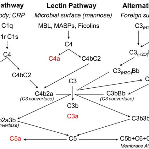 Image result for Complement Activation