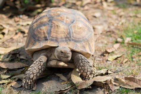 Sucata tortoise on the ground closeup animal | Premium Photo